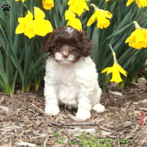 Darlene, Cavapoo Puppy
