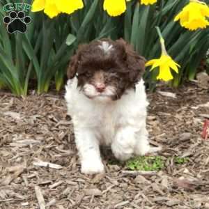 Darlene, Cavapoo Puppy
