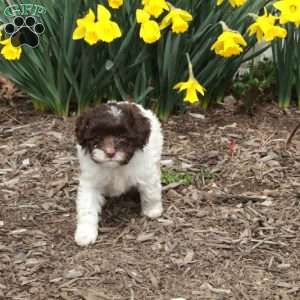 Darlene, Cavapoo Puppy