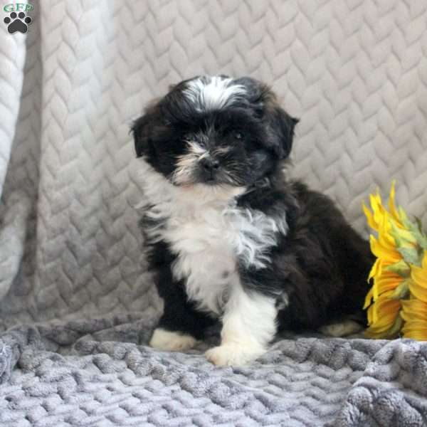 Darling, Teddy Bear Puppy