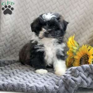 Darling, Teddy Bear Puppy