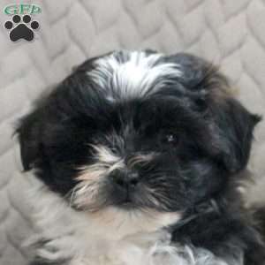 Darling, Teddy Bear Puppy