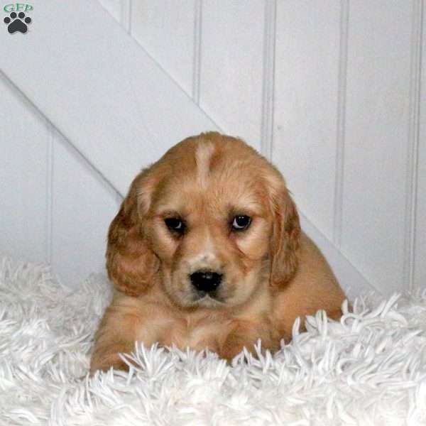 Dash, Miniature Golden Retriever Puppy