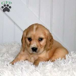 Dash, Miniature Golden Retriever Puppy