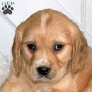 Dash, Miniature Golden Retriever Puppy