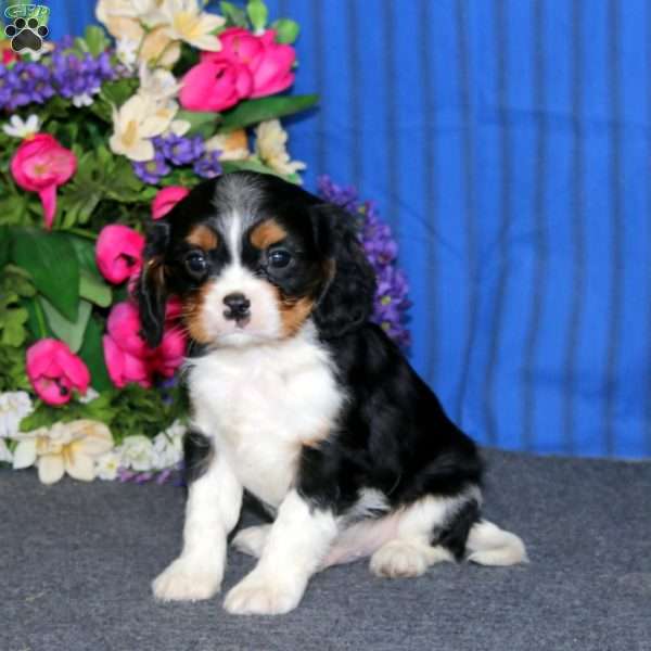 Davey, Cavalier King Charles Spaniel Puppy