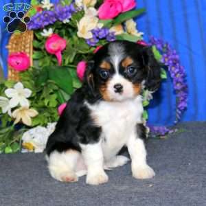 Davey, Cavalier King Charles Spaniel Puppy