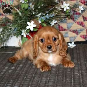 Davey, Cavapoo Puppy