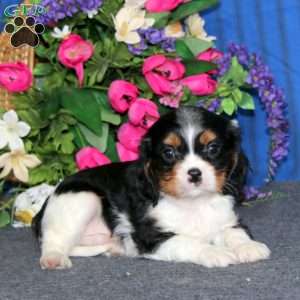 Davey, Cavalier King Charles Spaniel Puppy