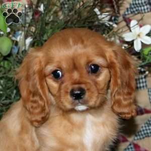 Davey, Cavapoo Puppy