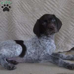 Davina, German Shorthaired Pointer Puppy
