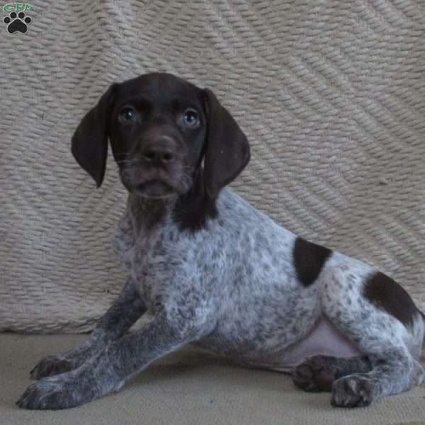 Davina, German Shorthaired Pointer Puppy