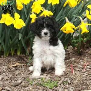 Dawn, Cavapoo Puppy