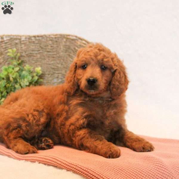 Dean, Mini Goldendoodle Puppy