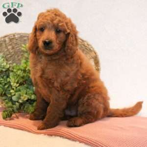 Dean, Mini Goldendoodle Puppy
