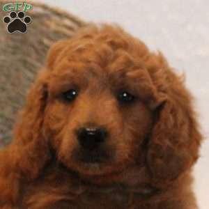 Dean, Mini Goldendoodle Puppy