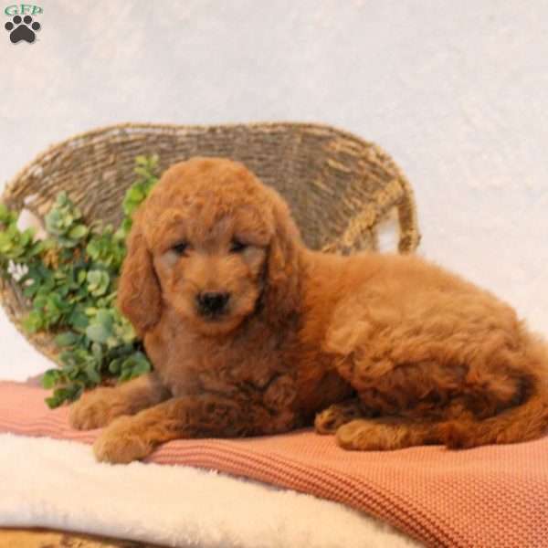 Debbie, Mini Goldendoodle Puppy