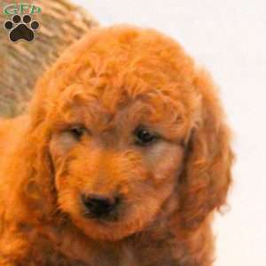 Debbie, Mini Goldendoodle Puppy