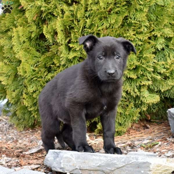 Delilah, German Shepherd Puppy
