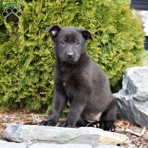 Delilah, German Shepherd Puppy