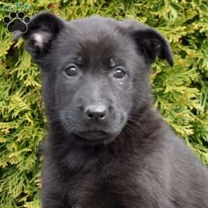 Delilah, German Shepherd Puppy