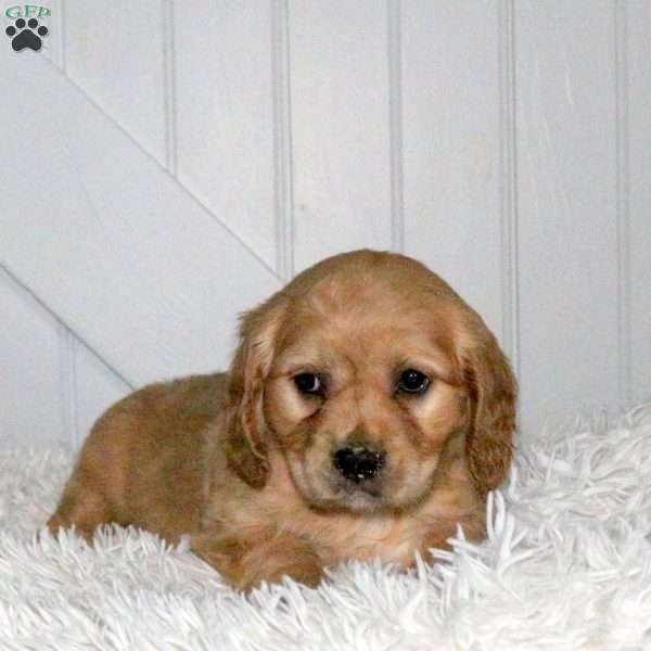 Della, Miniature Golden Retriever Puppy