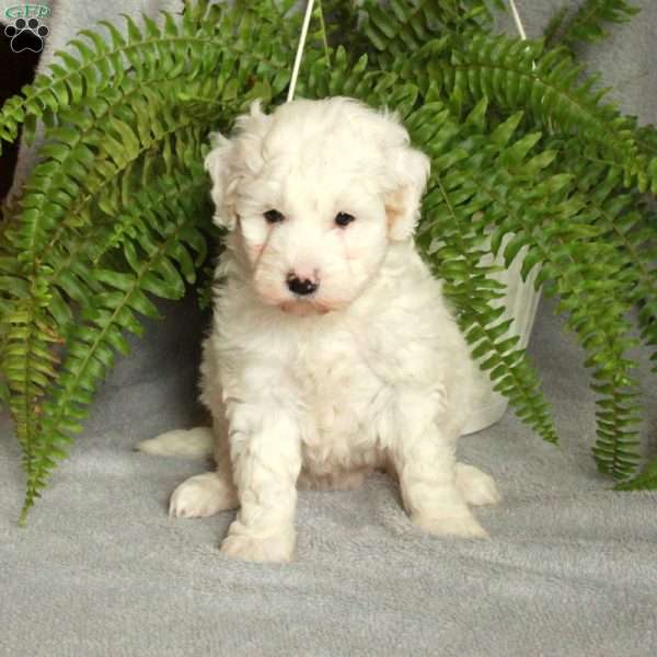 Delta, Mini Bernedoodle Puppy
