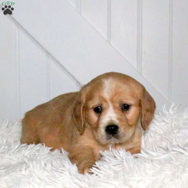 Delta, Miniature Golden Retriever Puppy