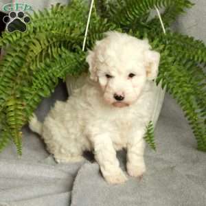 Delta, Mini Bernedoodle Puppy