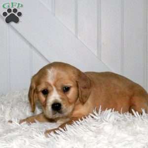 Delta, Miniature Golden Retriever Puppy