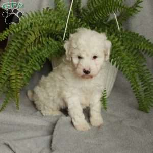 Delta, Mini Bernedoodle Puppy