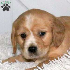 Delta, Miniature Golden Retriever Puppy