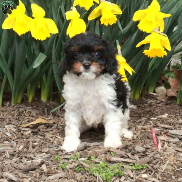Denise, Cavapoo Puppy