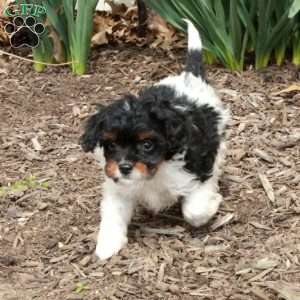 Denise, Cavapoo Puppy