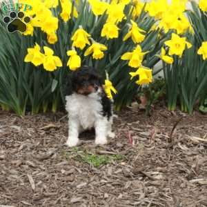 Denise, Cavapoo Puppy