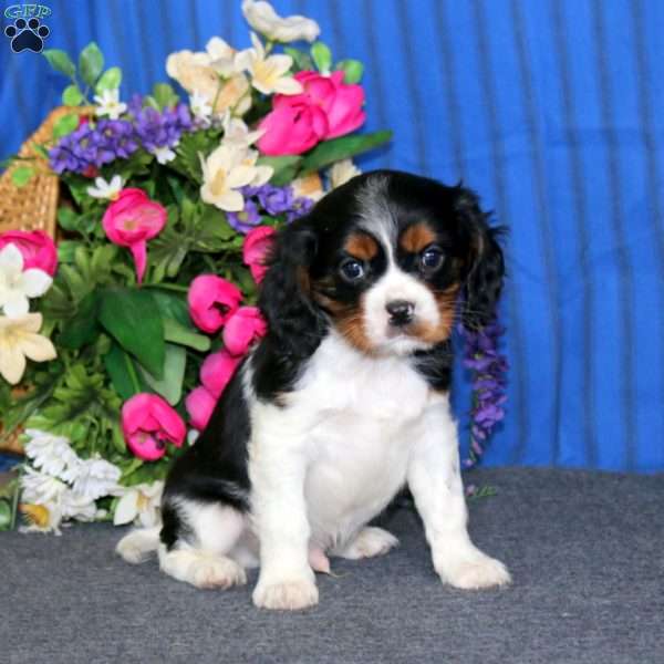 Derek, Cavalier King Charles Spaniel Puppy