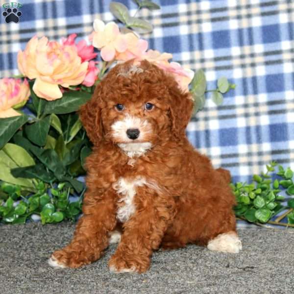 Derek, Miniature Poodle Puppy