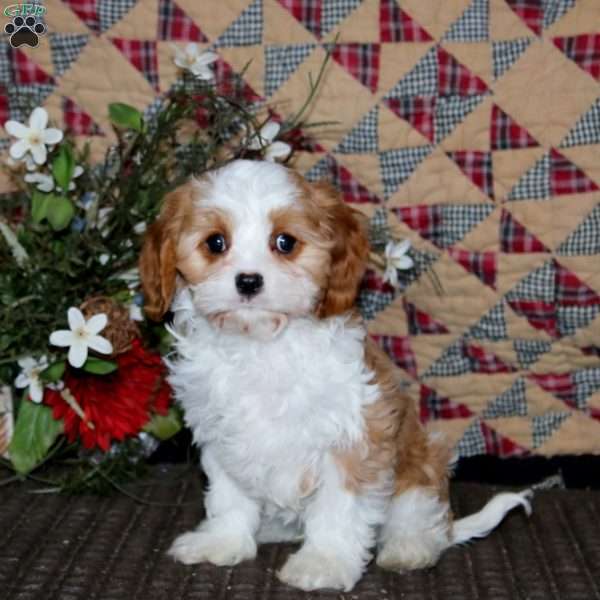 Derek, Cavapoo Puppy