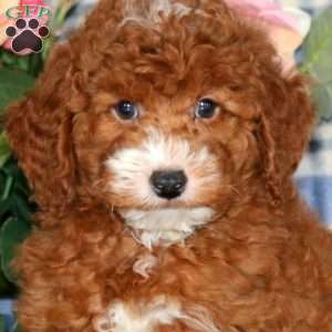 Derek, Miniature Poodle Puppy