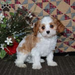 Derek, Cavapoo Puppy