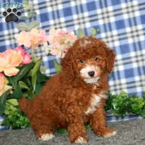Derek, Miniature Poodle Puppy