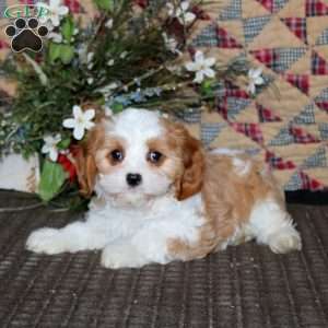 Derek, Cavapoo Puppy
