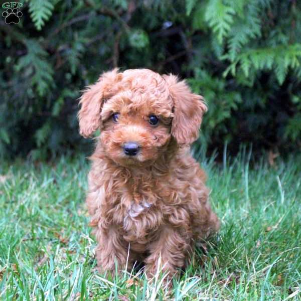 Destiny, Toy Poodle Puppy