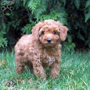 Destiny, Toy Poodle Puppy