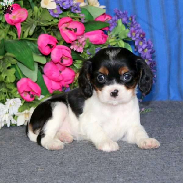 Destiny, Cavalier King Charles Spaniel Puppy