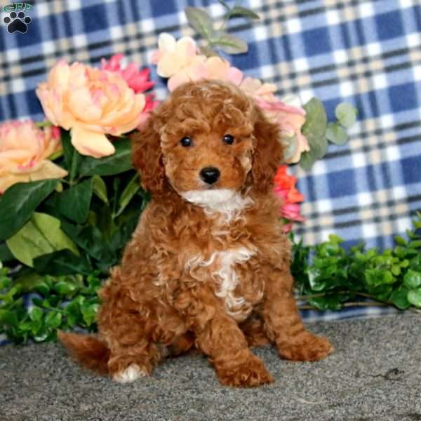 Destiny, Miniature Poodle Puppy