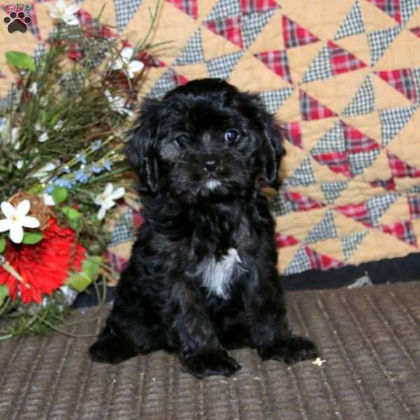 Destiny, Cavapoo Puppy
