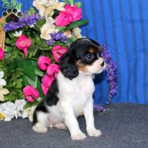 Destiny, Cavalier King Charles Spaniel Puppy