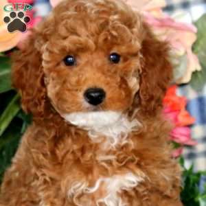 Destiny, Miniature Poodle Puppy