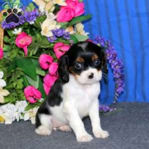 Destiny, Cavalier King Charles Spaniel Puppy